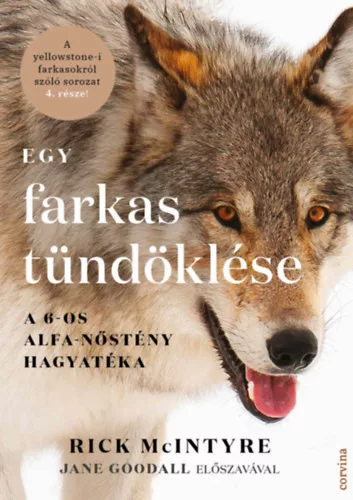 Egy farkas tündöklése - A 6-os alfa-nőstény hagyatéka -  Rick McIntyre (kötött áras) 